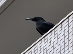 ベランダのカラス